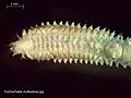 Trochochaeta (fam. Trochochaetidae)
