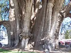 Taxodium mucronatum