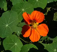 Tropaeolum majus, también llamada "flor de sangre" y "capuchina".