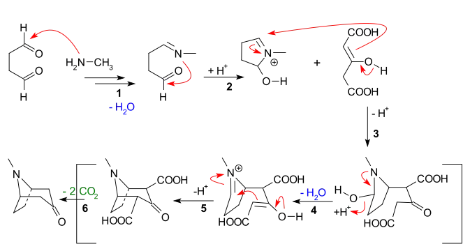 Síntesis de tropinona