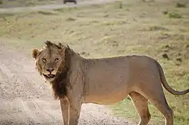 León macho en el Parque nacional de Amboseli.