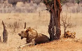 Leones macho con escasa melena en Tsavo, Kenia.