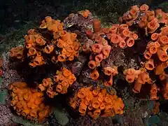 Tubastraea coccinea con los pólipos retraídos