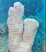 Forma columnar en isla Lizard, Australia