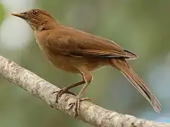 El yigüirro, ave nacional de Costa Rica, se distingue por su canto que anuncia las lluvias en el Valle Central. Es una de las 15 especies de mirlos del país.