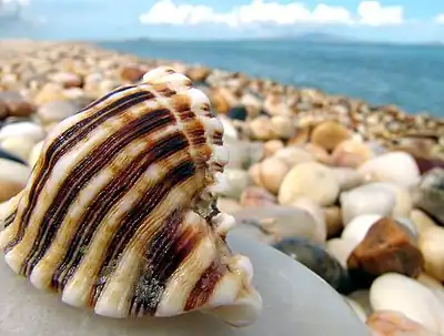 Concha de un caracol Chicoreus brevifrons a la orilla del mar.