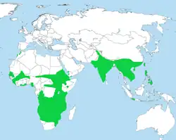 Distribución de Turnix sylvaticus.