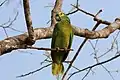 Loro salvaje en el Pantanal, Brasil