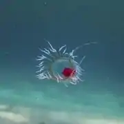 Turritopsis dohrnii, una pequeña medusa biológicamente inmortal transfiere sus células a sus descendientes.