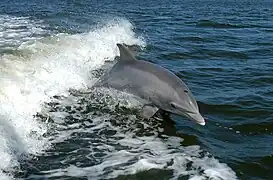 Tursiops