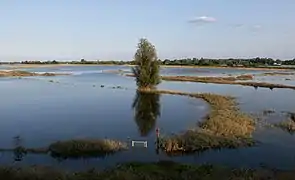 cerca Slijk-Ewijk, el rio Waal durante  la marea alta (verano 2021)