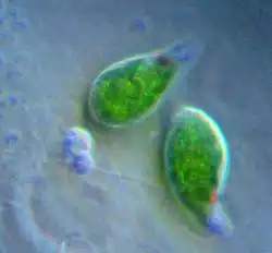 Euglena (Euglenozoa)