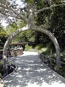 Árbol de dos pies de Axel Erlandson en Gilroy Gardens