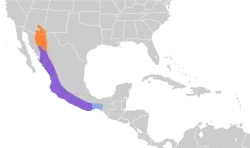 Distribución geográfica del tirano piquigrueso.