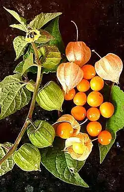 Physalis pubescens. Aguaymanto/Capulí