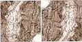 The same etching turned upside down, note many overlapping details by closer look, 2005, 12 x 12 cm