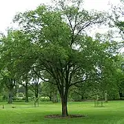 Ulmus macrocarpa.