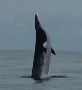 Ballena minke del norte saliendo del agua en las Azores