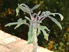 Uncarina roeoesliana