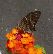 float left