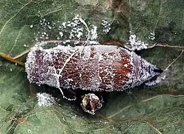 Pupa