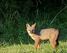 Zorro Gris (Urocyon cinereoargenteus)