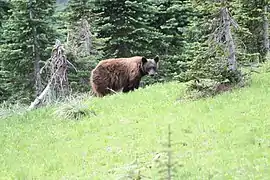 Oso negro en el parque nacional del Monte Rainier