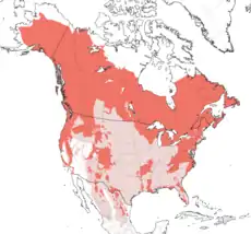 alt=Distribución de Ursus americanus.

     Rango de distribución actual
     Extinto
