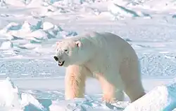 Oso Polar