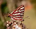 Spindasis vulcanus (India)