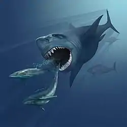 El C. megalodon es el mayor tiburón que se conoce.