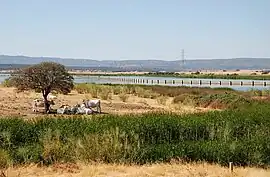 Ganado cerca del embalse