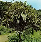 Pandanus utilis en el Jardín Botánico de Mahé