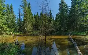 Sendero ecológico «Secretos del bosque»