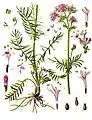 Valeriana officinalis L.