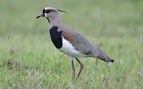 Vanellus chilensis Especie que habita el Humedal del río Maullín