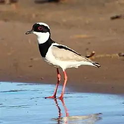 Vanellus cayanus Pied Lapwing