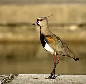 Tero (Vanellus chilensis), Ave Nacional