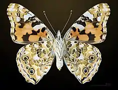 △  Vanessa cardui