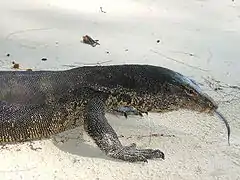 Varanus salvator