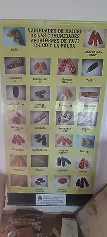 Variedad de Maices de Yavi Chico