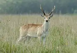 Venado