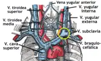 Las venas braquiocefálicas, vena cava superior, vena cava inferior y sus tributarias.