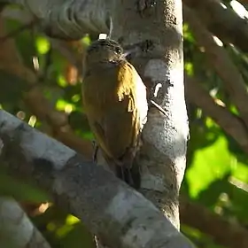 Veniliornis passerinus Little Woodpecker