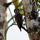 Veniliornis spilogaster White-spotted Woodpecker