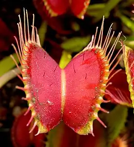 Hoja trampa en Dionaea.