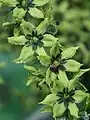 Hojas de Veratrum lobelianum