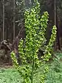 Hojas de Veratrum lobelianum