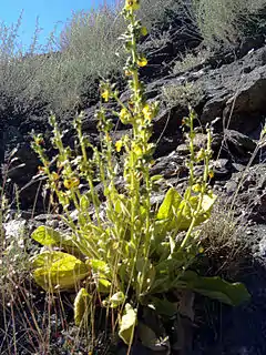 Verbascum nevadense