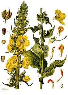 Verbascum phlomoides L.